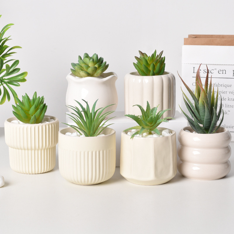 Maceta suculenta de cerámica c - Echeveria Succulent reseña y precio