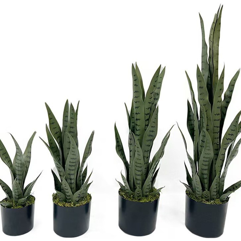 Planta de Sansevieria Artifici - Ficus Lyrata Tree reseña y precio
