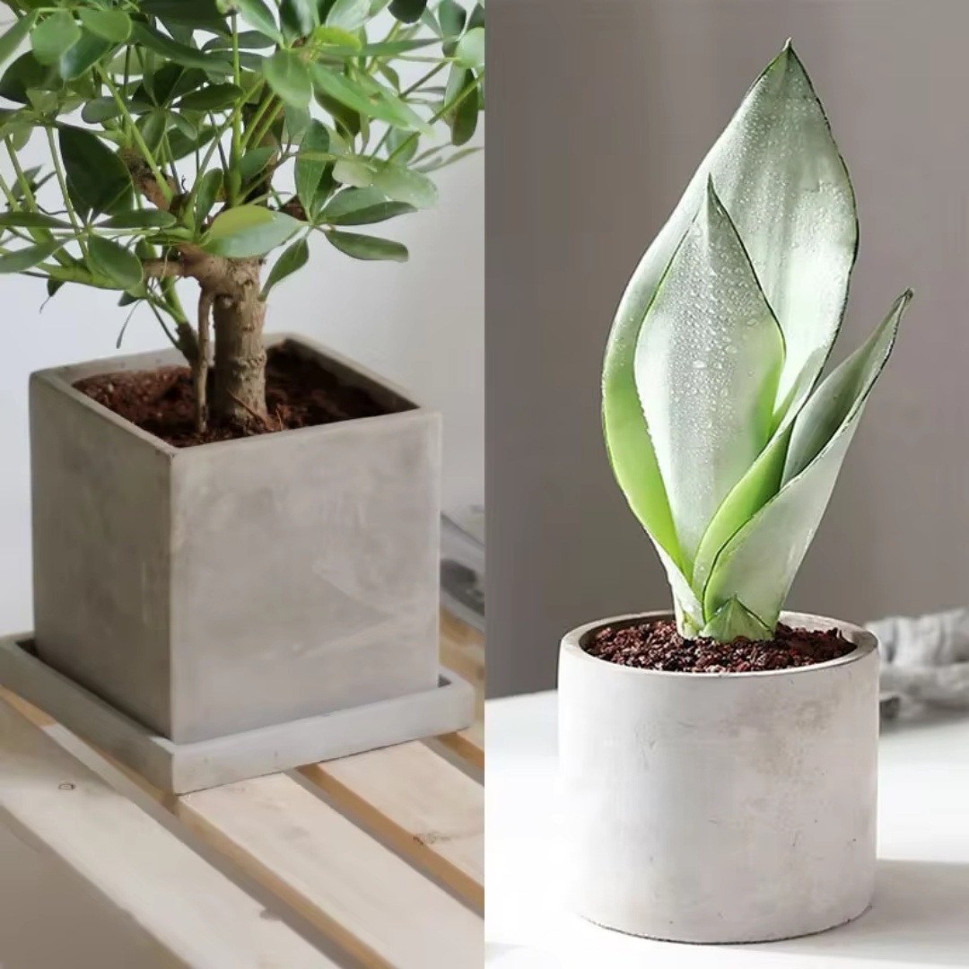 Molde de silicona redondo de 1 - Echeveria Succulent reseña y precio